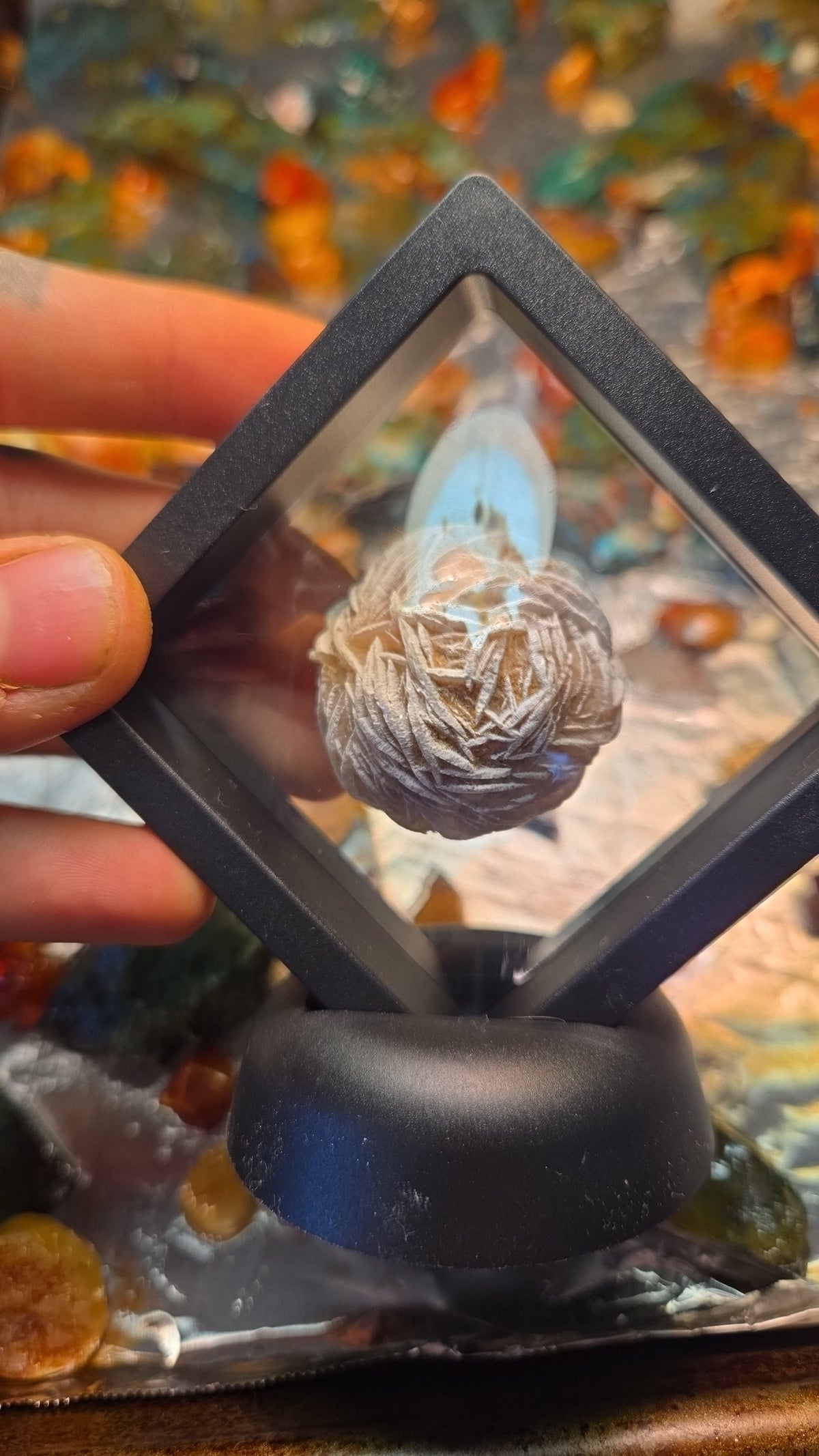 Desert Rose Fossil Display
