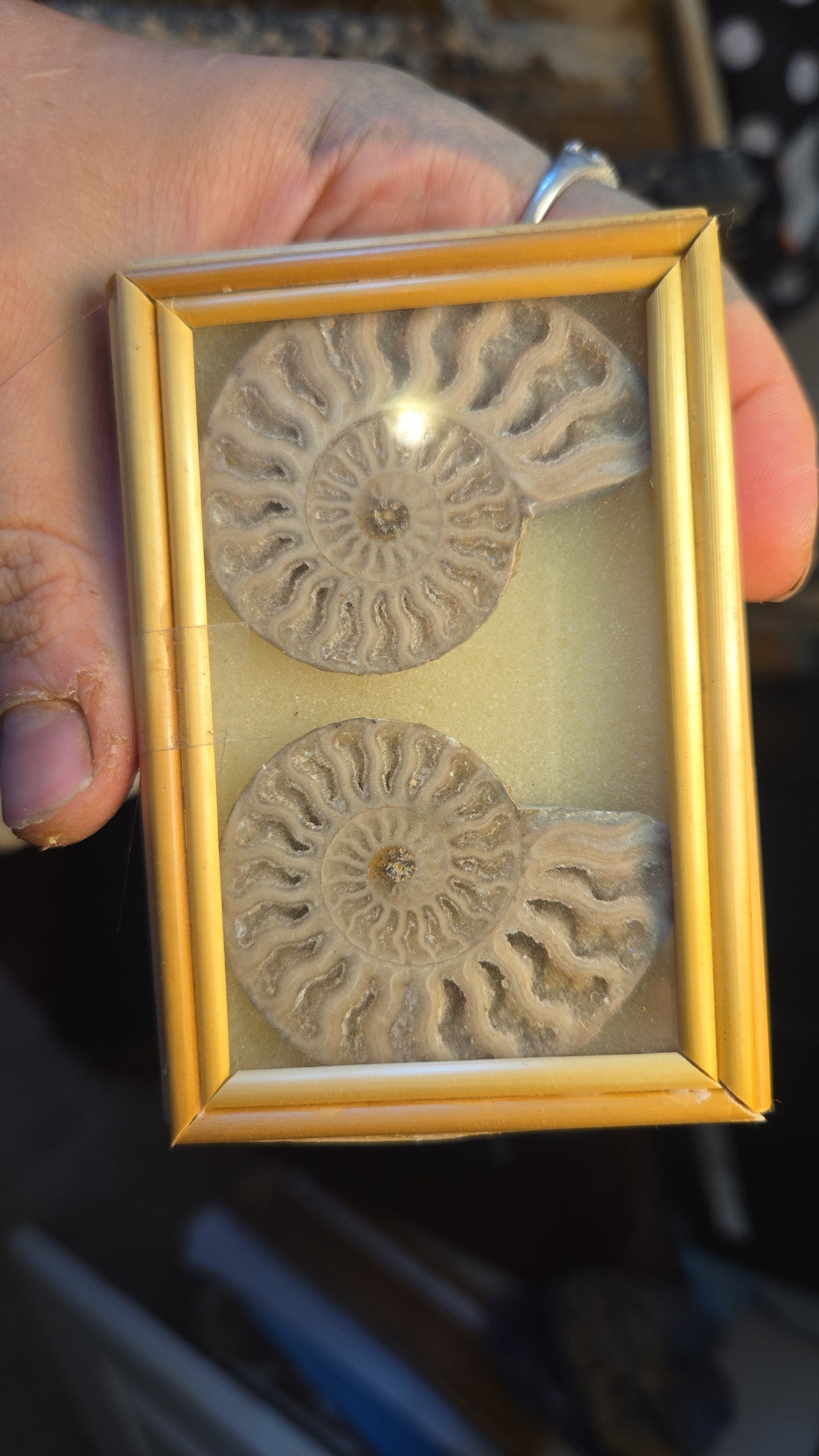 Ammonite Cut Fossil in Display