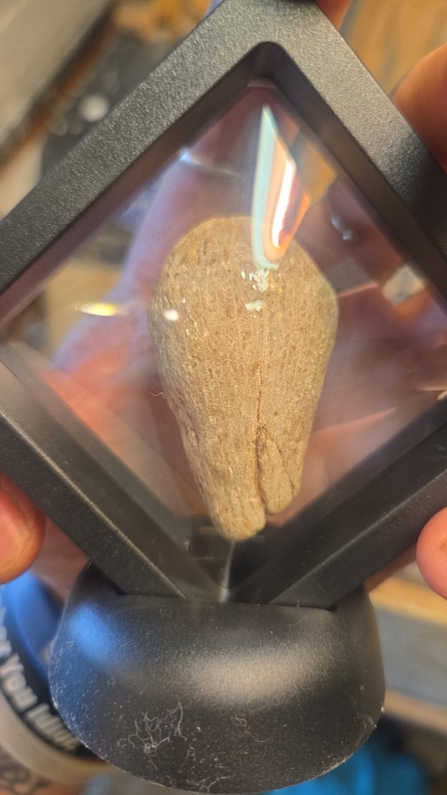 Horn Coral Fossil Display Texas