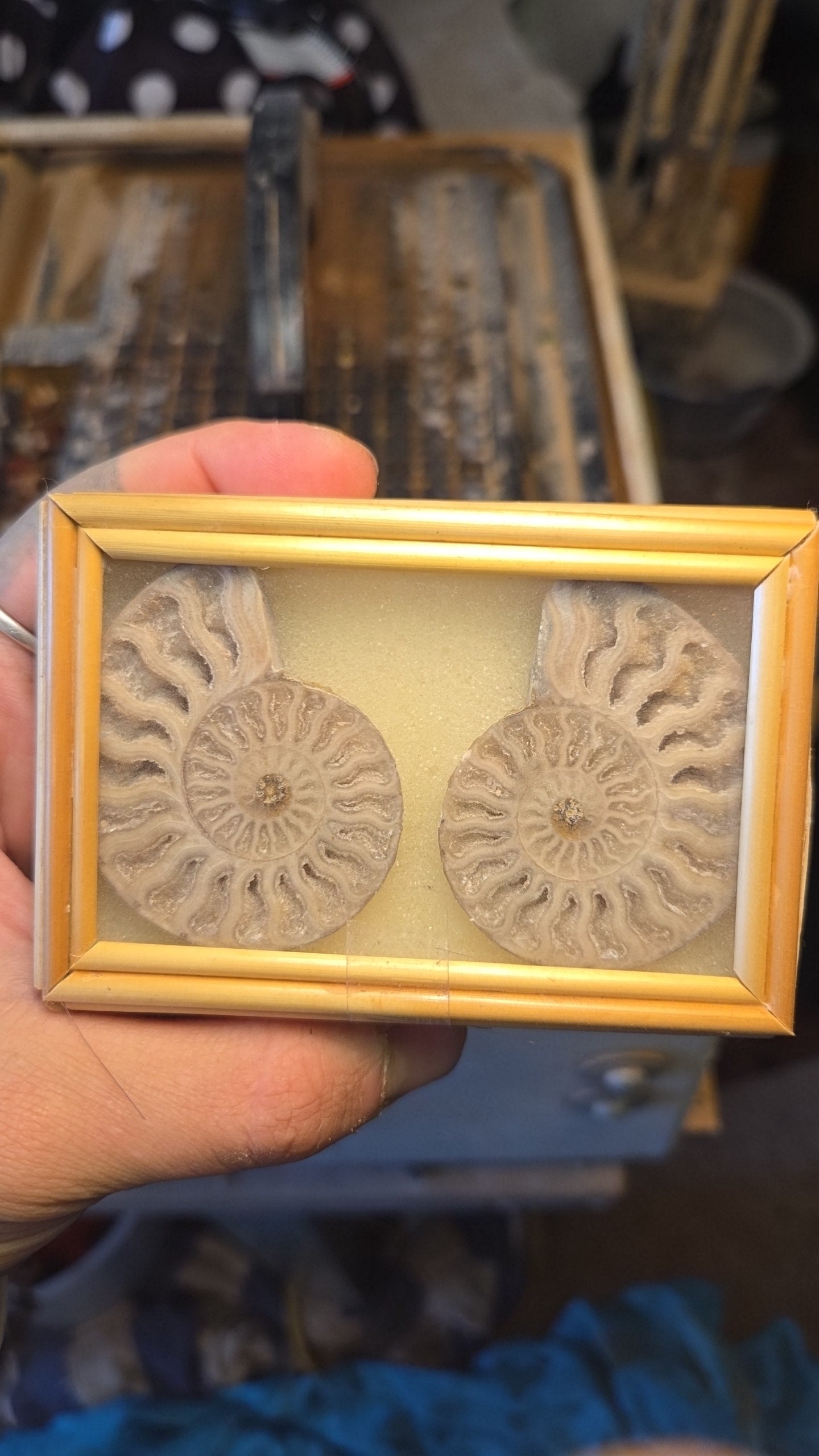 Ammonite Cut Fossil in Display