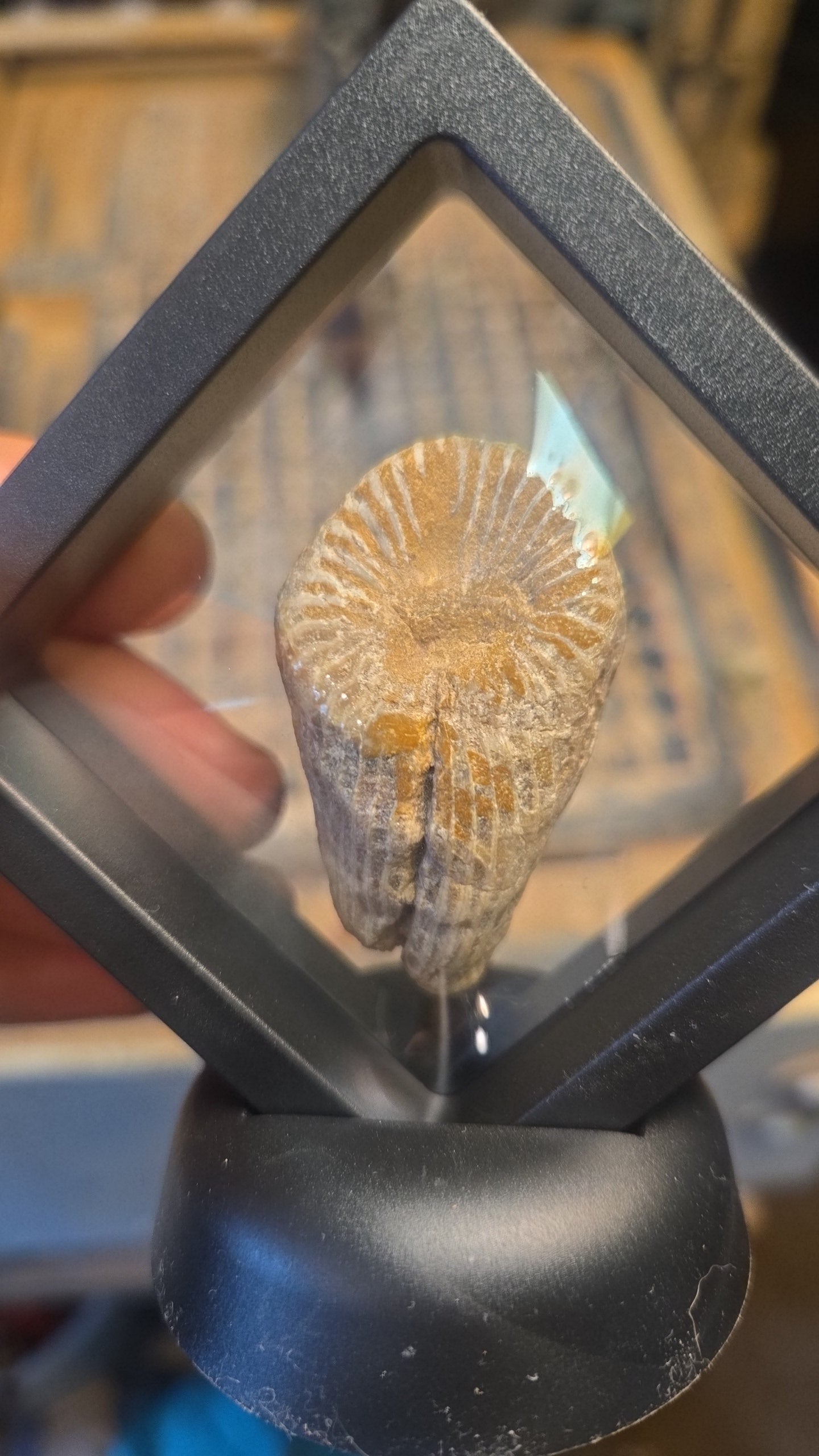 Horn Coral Fossil Display Texas