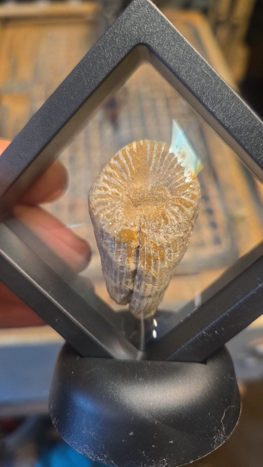 Horn Coral Fossil Display Texas