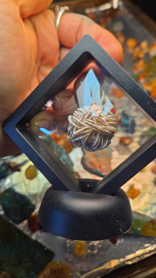 Desert Rose Fossil Display