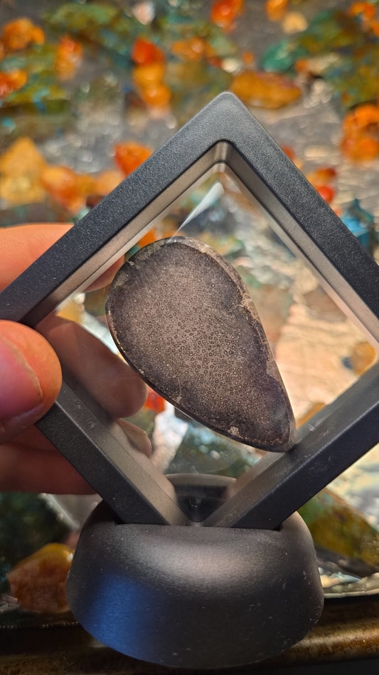 Palm Wood Fossil Display